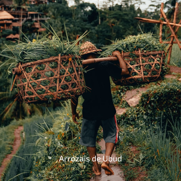 TESOUROS DAS ILHAS DE BALI, FLORES E GILI — galeria
