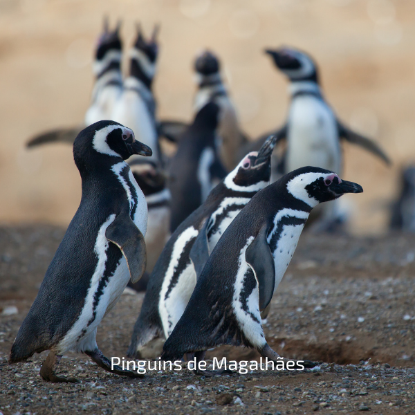 SILÊNCIOS DA PATAGÓNIA — galeria